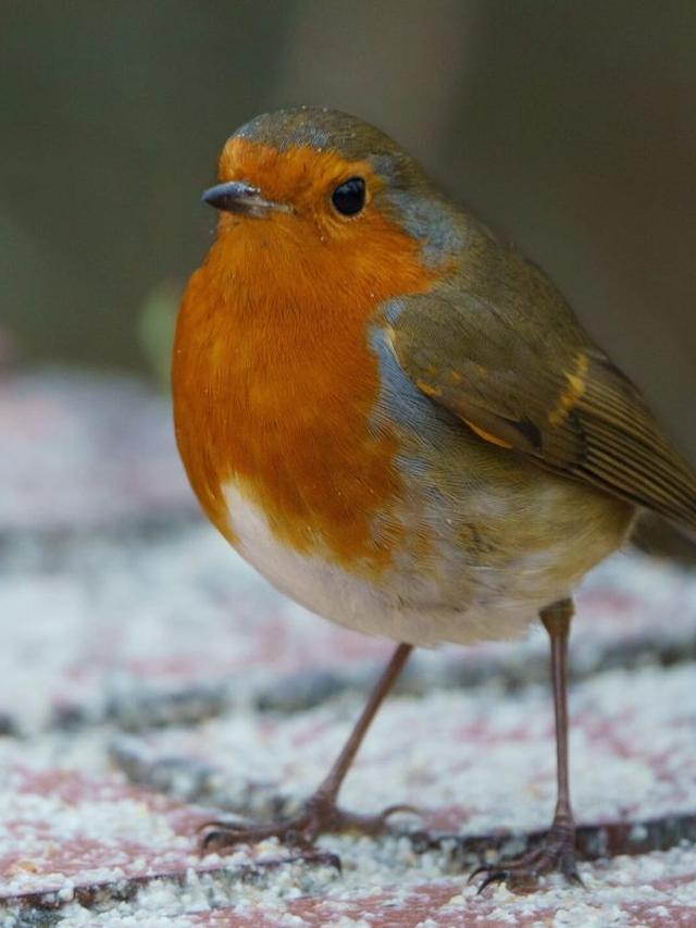 How to Protect Birds from Predators in Your Winter Garden