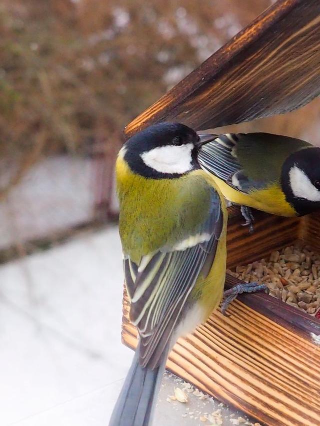 How to Provide Food for Birds in Your Winter Garden