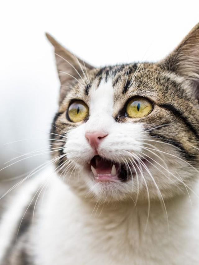 How to Recognize Signs of Stress in Cats