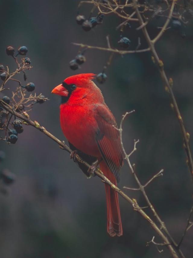 How to Release a Recovered Bird Back into the Wild Safely