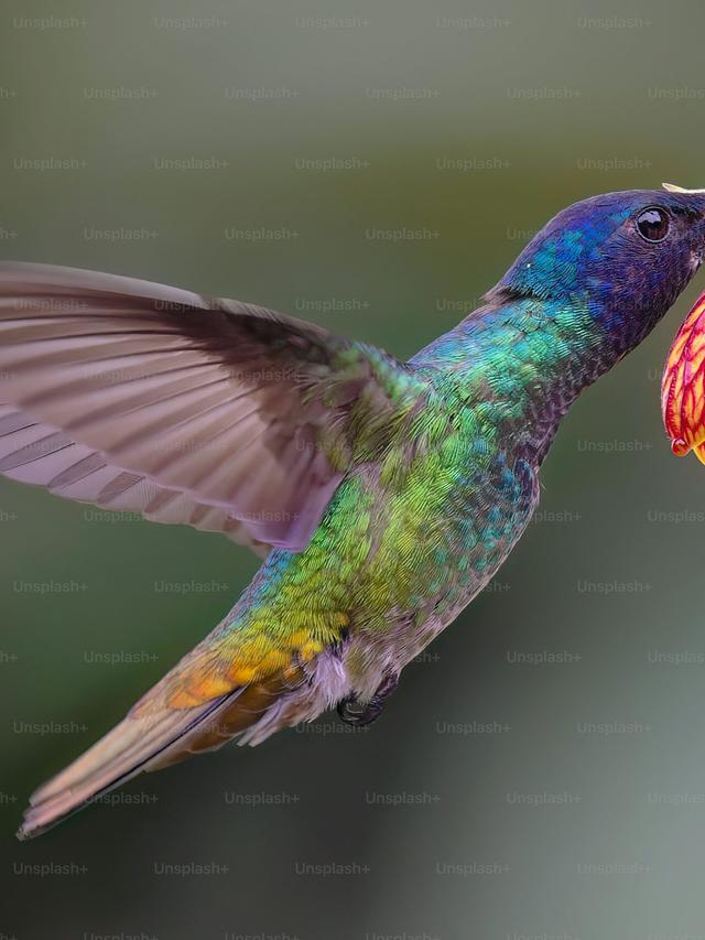 How to Study Hummingbird Behavior