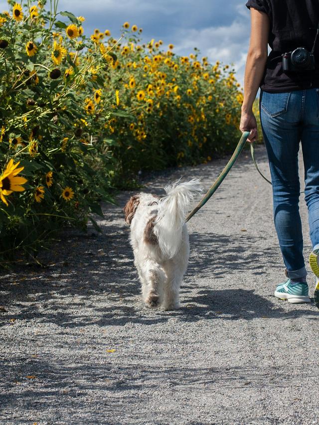 How to Teach Loose Leash Walking