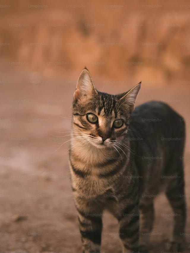 How to Train Your Cat to Do Agility