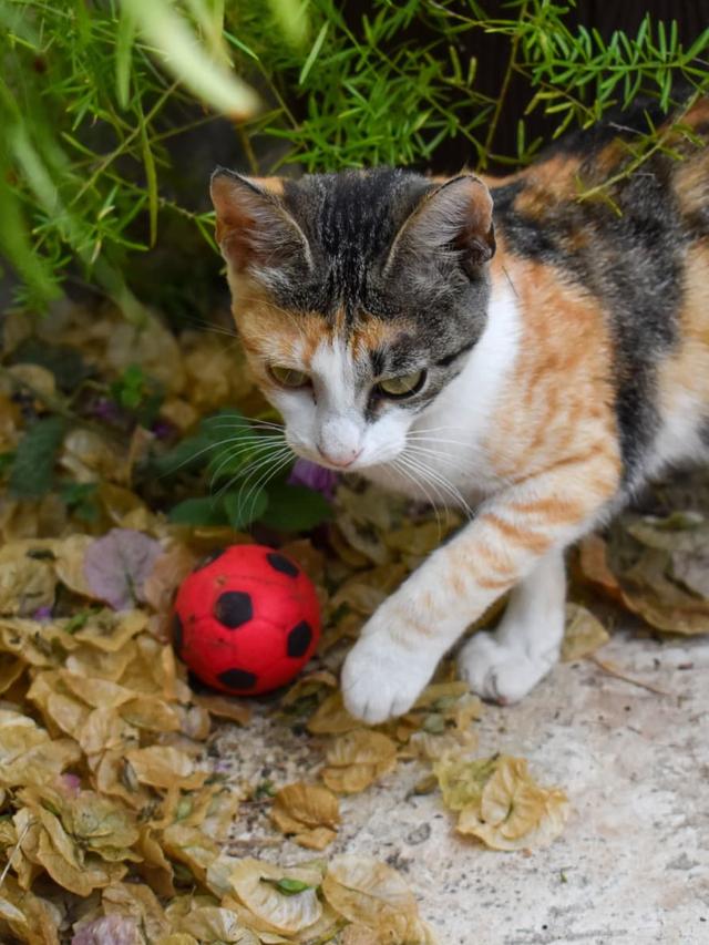 How to Train Your Cat to Play Fetch