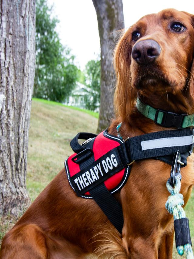 How to Train a Therapy Dog