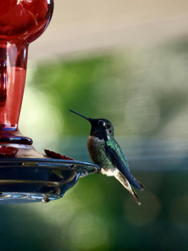 How to Use Petroleum Jelly to Create an Ant Barrier for Hummingbird Feeders