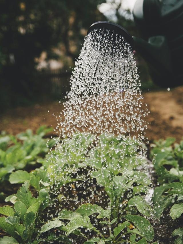 How to Water Perennial Flowers Efficiently