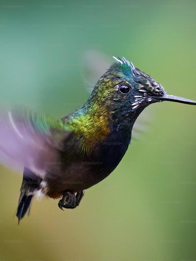 Hummingbird Conservation Efforts