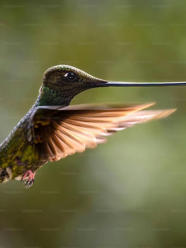 Hummingbird Courtship Rituals