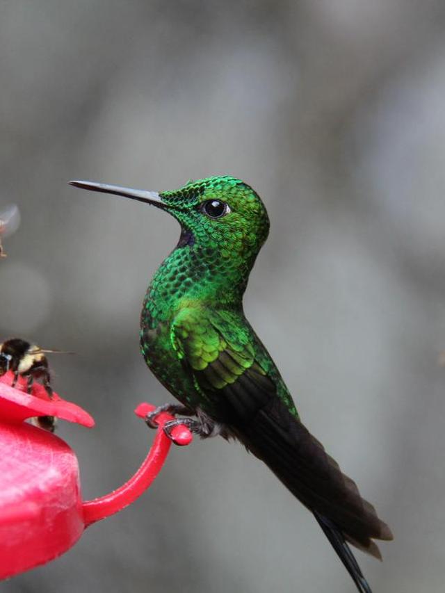 Hummingbird Feeder Accessories: What You Need for the Perfect Setup