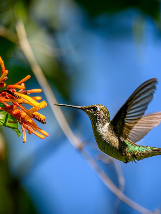 Hummingbird Flight Mechanics