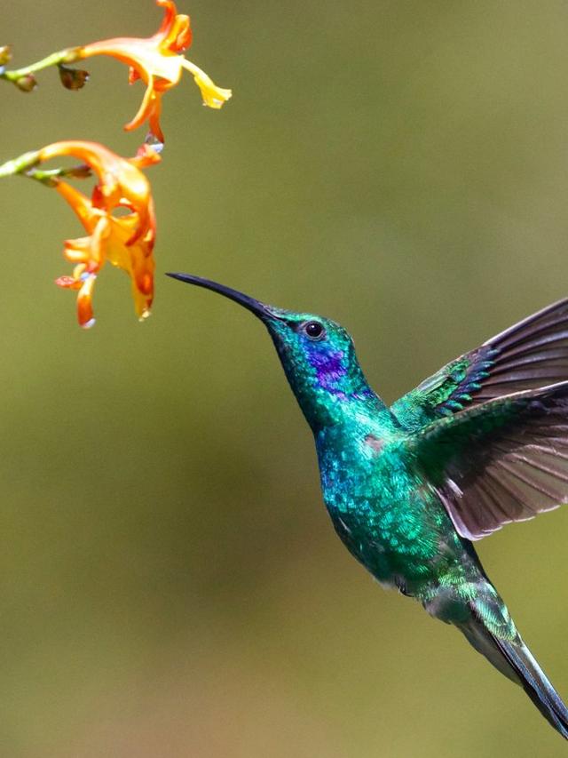 Hummingbird-Friendly Plants for Your Garden