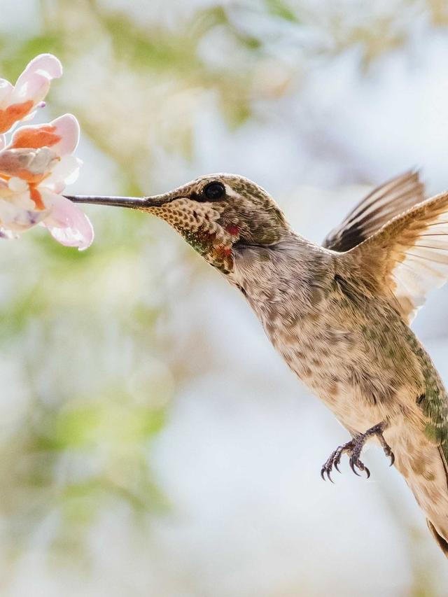 Hummingbird Habitat Loss and Restoration