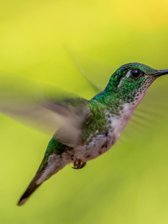 Hummingbird Migration Challenges