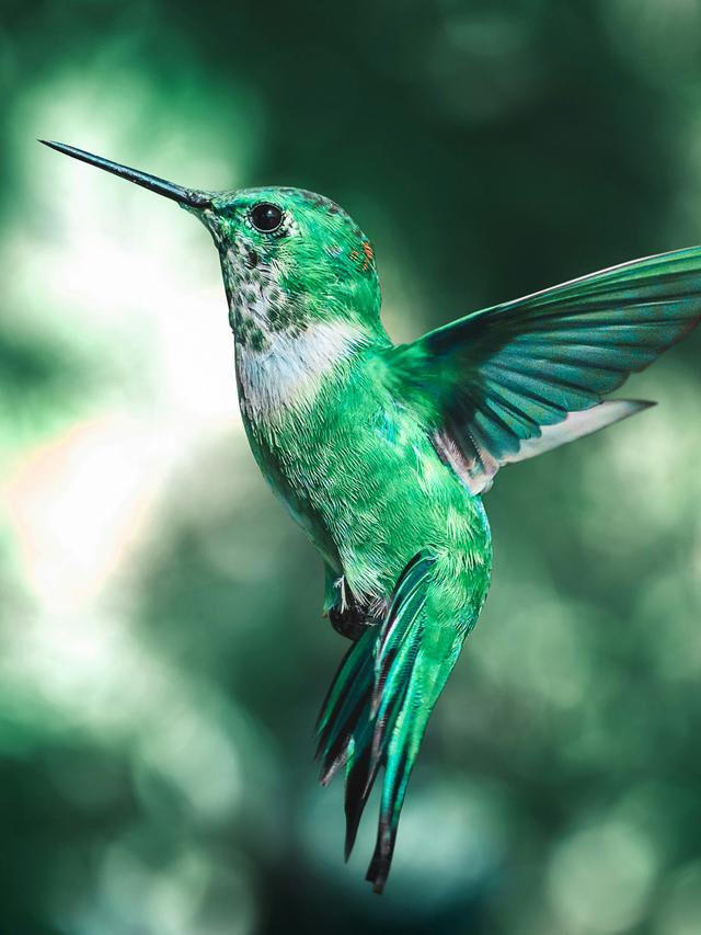 Hummingbird Myths and Misconceptions