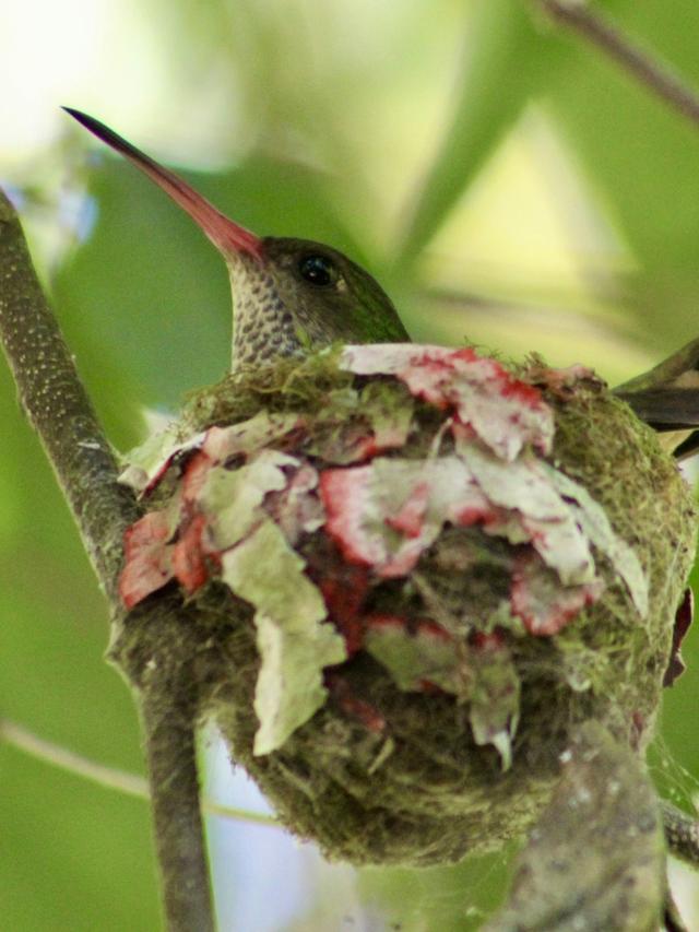 Hummingbird Nesting Habits