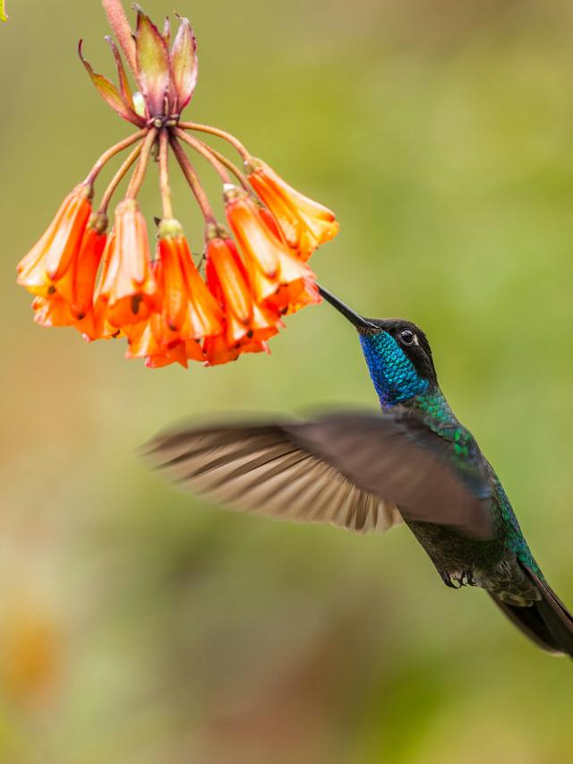 Hummingbird Photography Tips