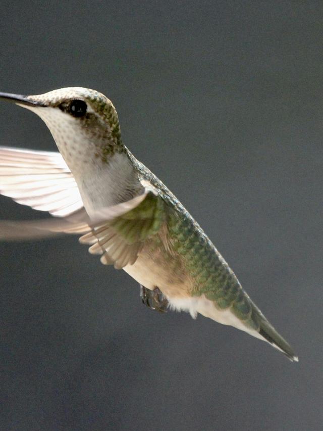 Hummingbird Predators and Threats