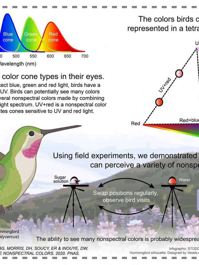 Hummingbird Vision and Perception