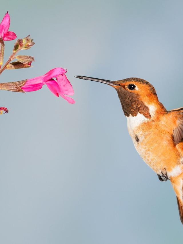 Hummingbirds: Bridging Gaps Between Floral Resources and Animal Consumers