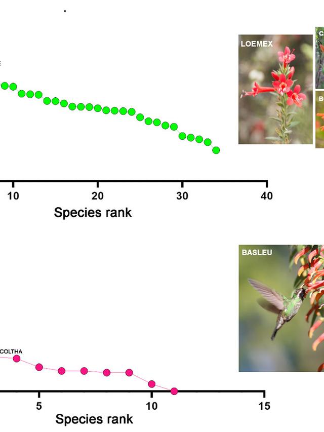 Hummingbirds: Linking Floral Resources to Higher Trophic Levels