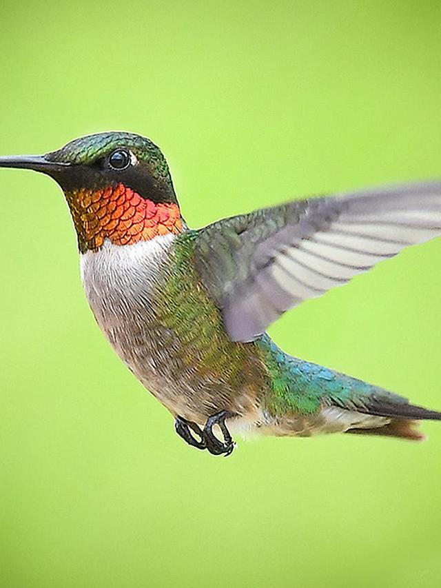 Hummingbirds: Nature’s Tiny Marvels