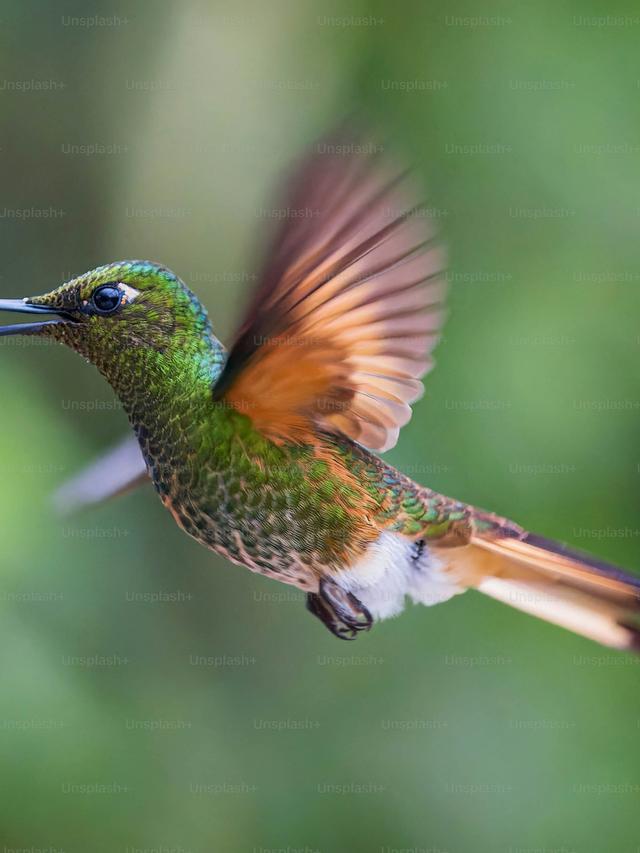 Hummingbirds and Their Impact on Insect Populations Within Food Chains