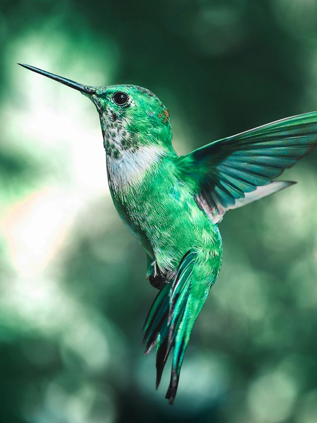 Hummingbirds and Their Unique Adaptations