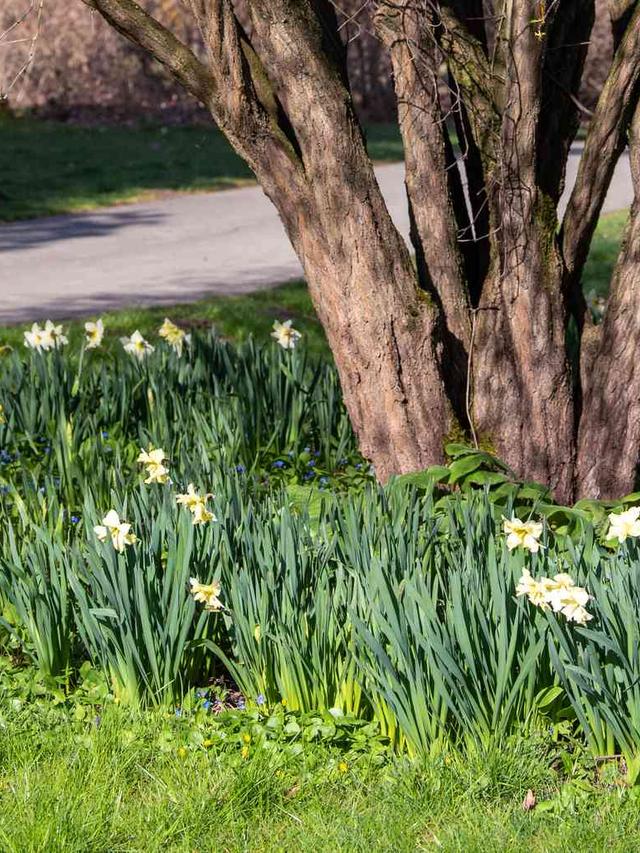 Incorporating bulbs with perennial flowers under trees and shrubs.