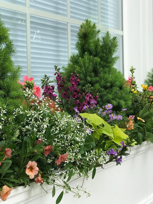 Incorporating evergreen perennials for year-round structure in mixed plantings.