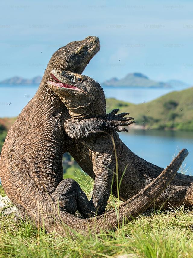 Interaction Between Komodo Dragons and Humans