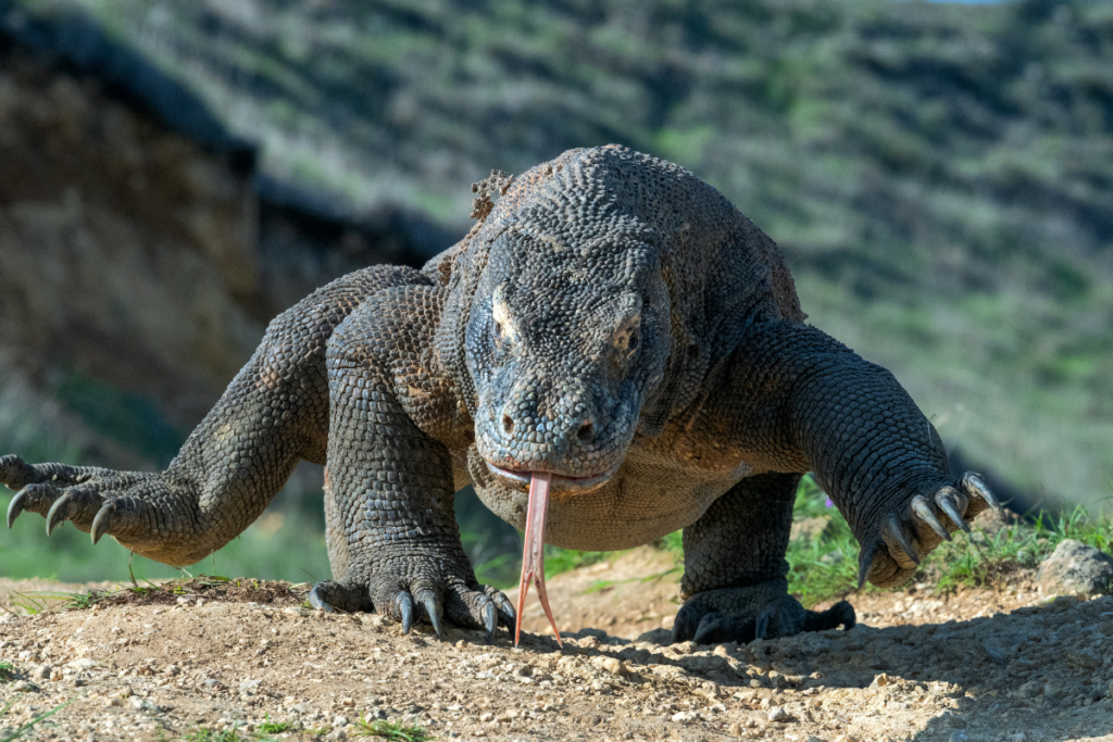 Komodo Dragon: Interactions with Humans