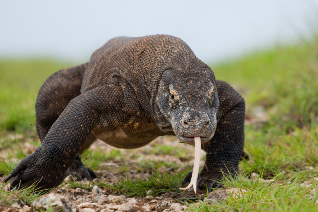 The Anatomy of a Komodo Dragon