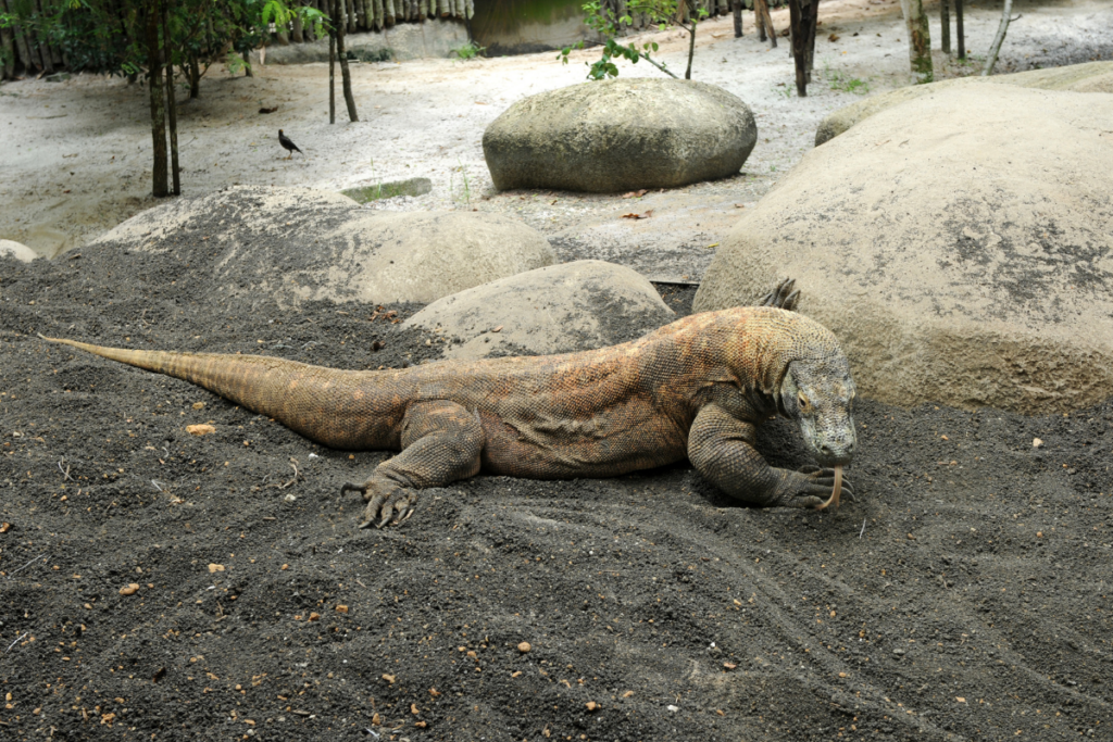 The Majestic Komodo Dragon: A Natural Wonder