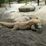 The Majestic Komodo Dragon: A Natural Wonder