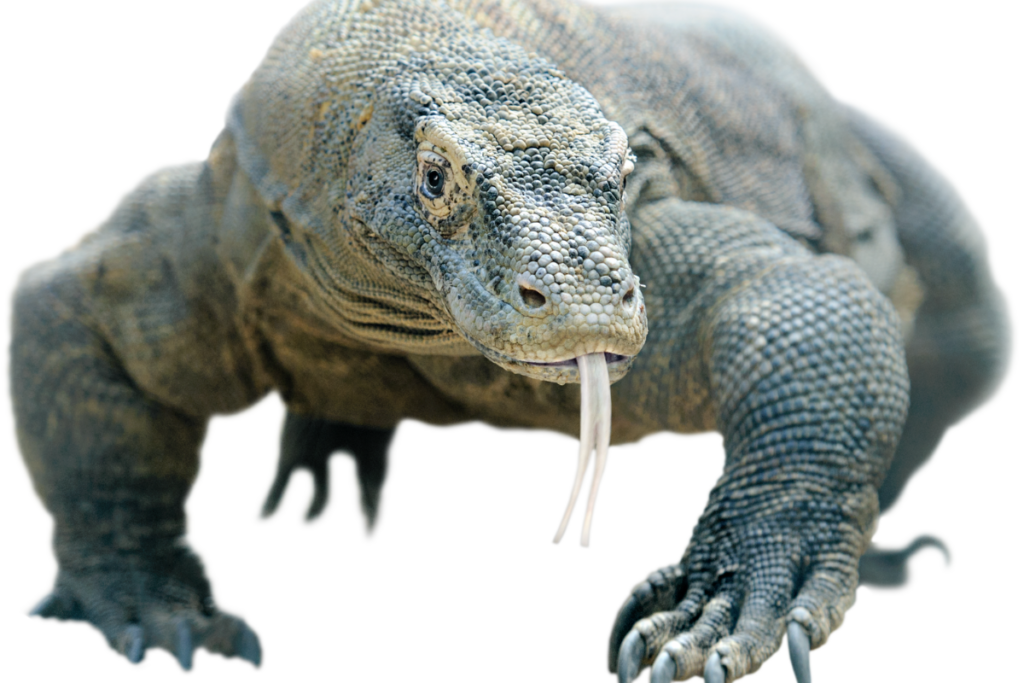 Komodo Dragon: The Future of Conservation