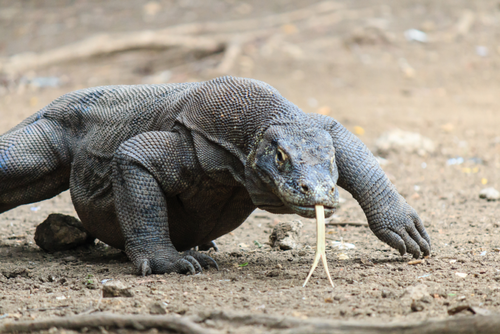 Komodo Dragon Speed and Agility: Hunting Techniques