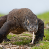 The Anatomy of a Komodo Dragon