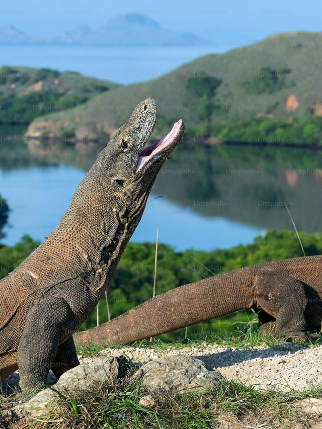 Komodo Dragon Courtship Rituals: Insights into Dominance and Mating