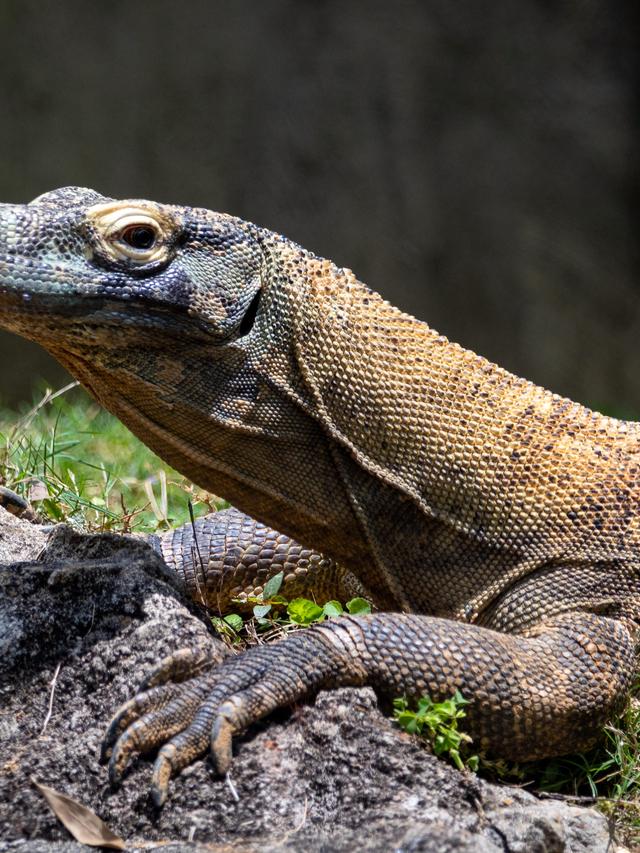 Komodo Dragon Parental Care and Its Influence on Dominance Success