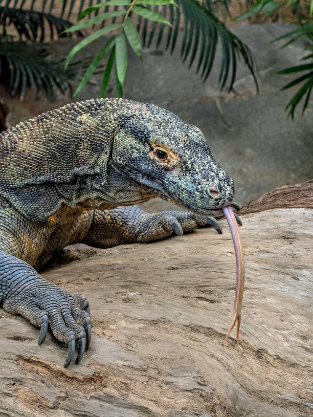 Komodo Dragons: Masters of Camouflage