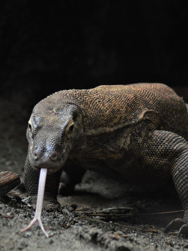 Komodo Dragons: Surviving the Changing Climate