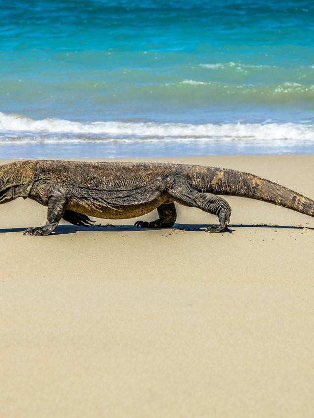 Komodo Dragons: The Komodo National Park Residents