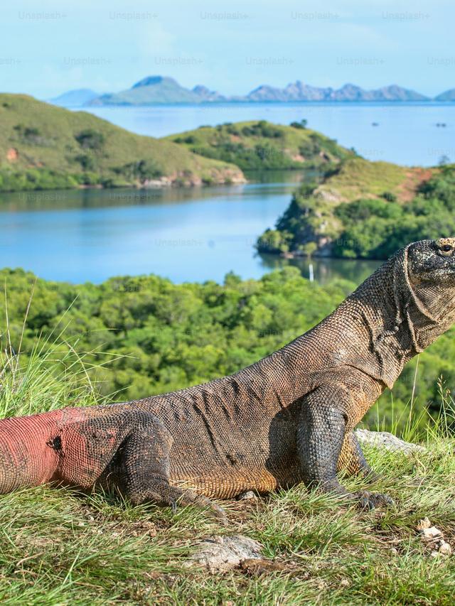 Komodo Dragons and Their Natural Habitat