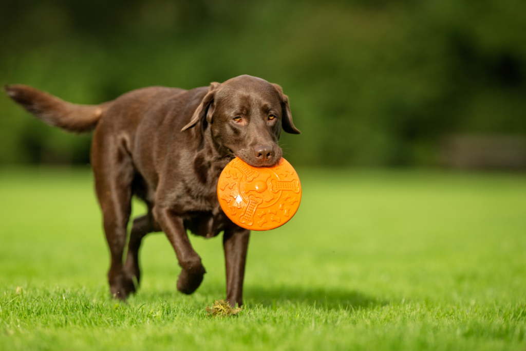 Dog Breeds That Are Easy to Groom