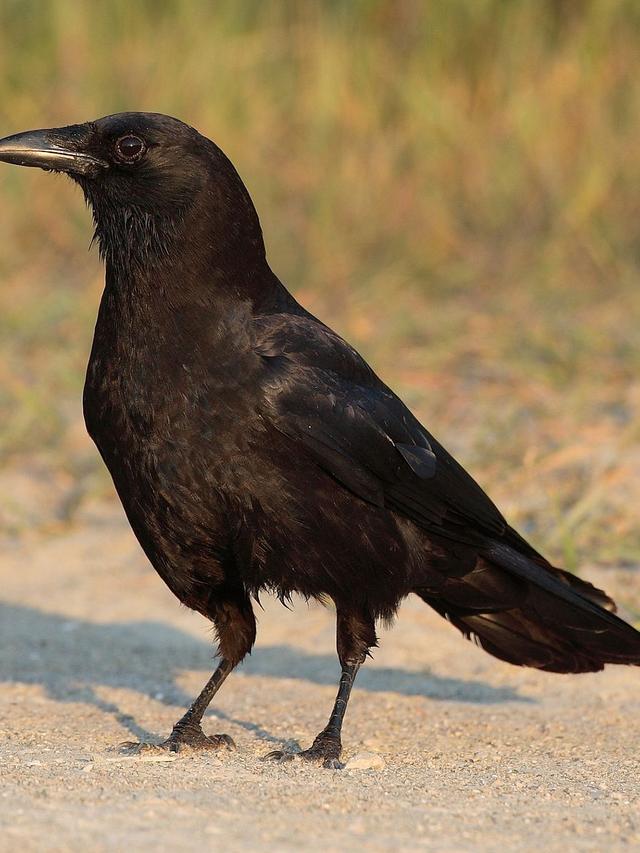 Lifespan of Crows: How Long Do American Crows Typically Live?