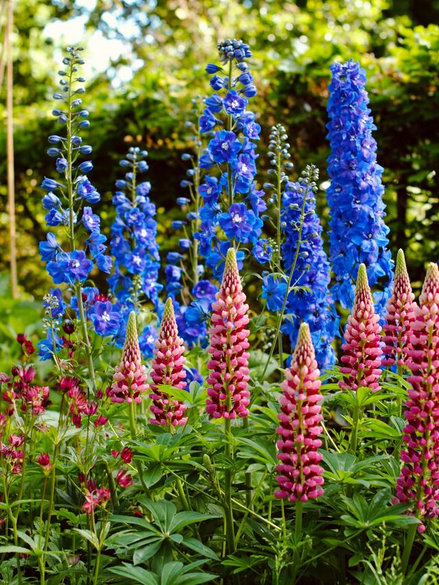 Long-Lasting Summer-Blooming Perennials for Continuous Color