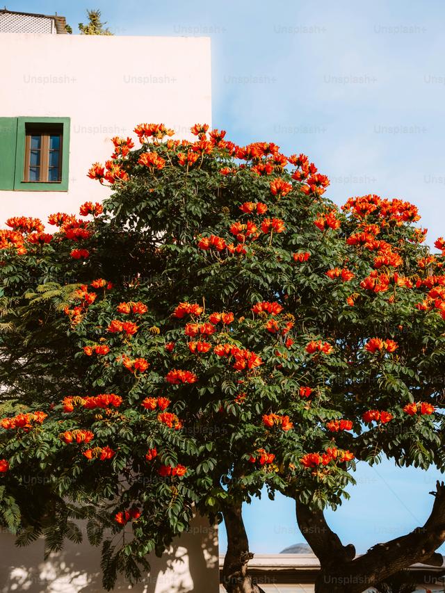 Long-lived perennials that establish well under established trees.