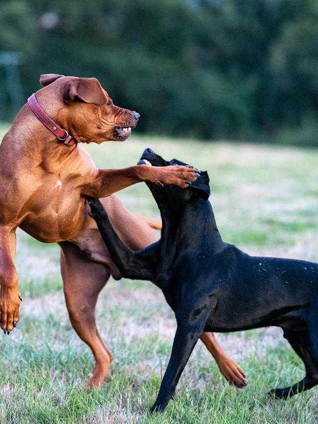 Managing Aggression in Dogs