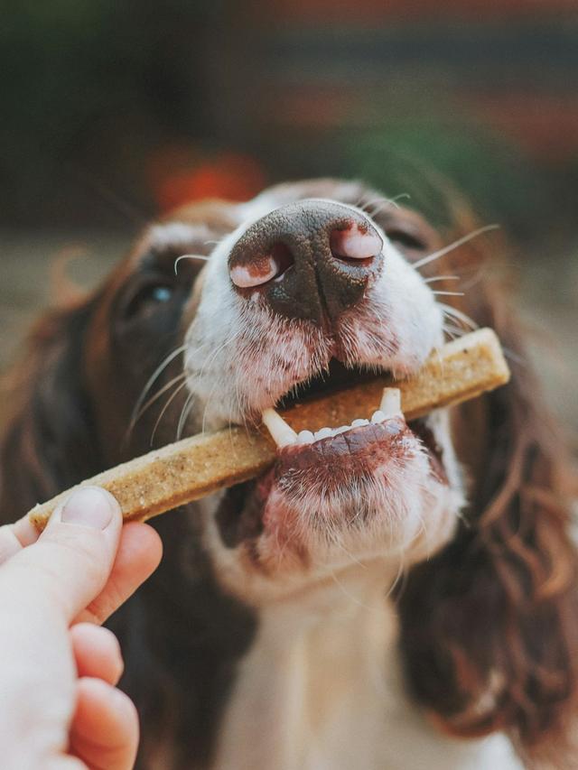 Managing Dog Chewing Issues